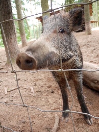 'Wildschwein' or wild boar
